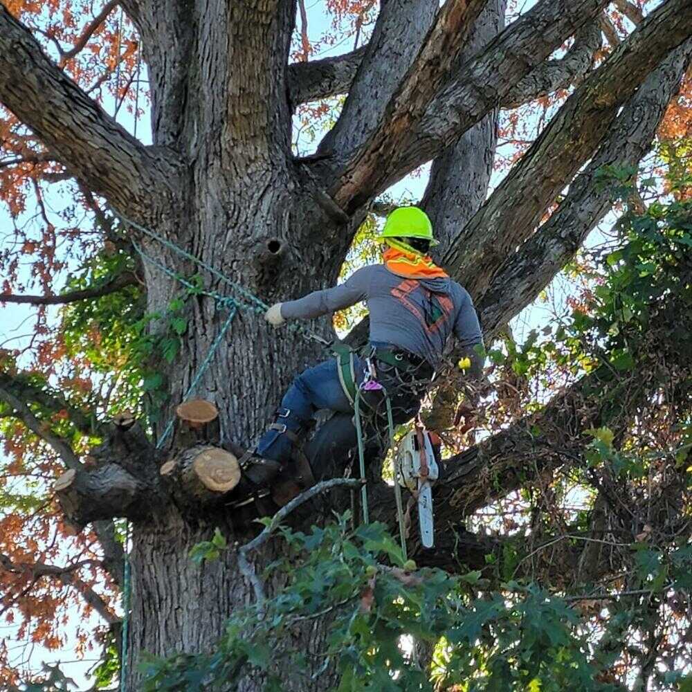 Professional Tree Service for Residential and Commercial Properties in Randallstown MD 21133 - Fury Tree Service (5)
